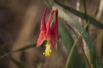 Red And Yellow Flower Closeup | Obraz na stenu