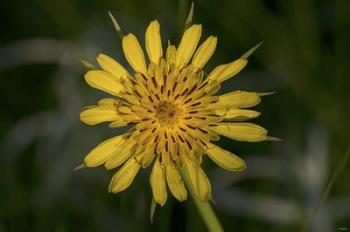 Yellow Flower With Spiked Leaves  Closeup | Obraz na stenu