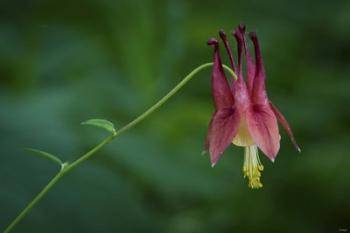 Magenta Flower Hanging On Stem | Obraz na stenu