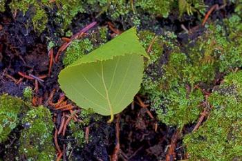 North Shore Curled Leaf | Obraz na stenu