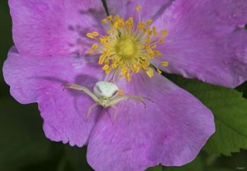 North Shore Insect On Pink Flower | Obraz na stenu