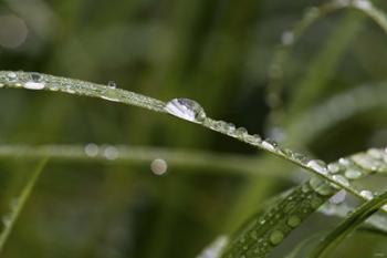 North Shore Blades of Grass Covered In Dew | Obraz na stenu