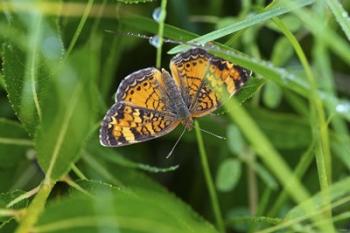 North Shore Orange Butterfly | Obraz na stenu