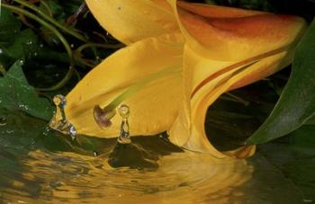 Yellow Flower And Rippled Water | Obraz na stenu