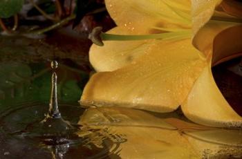 Yellow Flower And Rippled Water Drop | Obraz na stenu