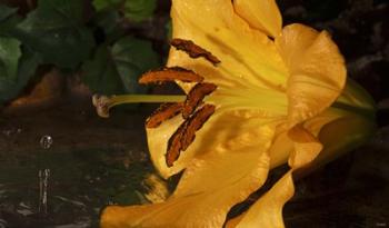 Yellow  And Red Flower And Rippled Water Drop | Obraz na stenu