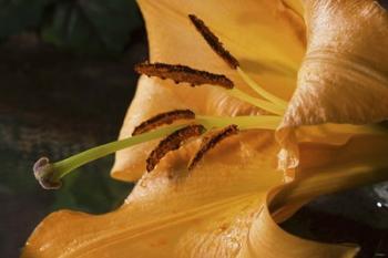 Yellow  And Red Flower Closeup | Obraz na stenu