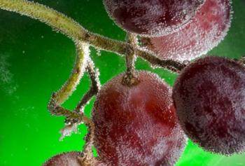 Grapes Covered With Water Drops | Obraz na stenu