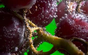 Grapes Covered With Water Drops Closeup | Obraz na stenu
