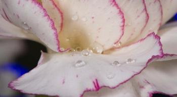 Pink And White Carnation Closeup | Obraz na stenu