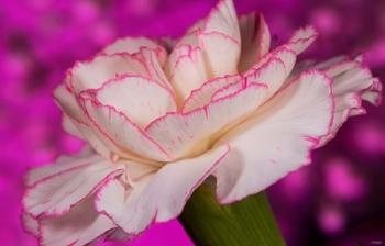 Pink And White Carnation On Magenta II | Obraz na stenu