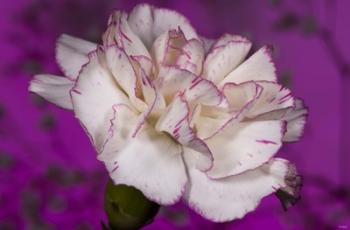Pink And White Carnation On Purple II | Obraz na stenu