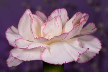 Pink And White Carnation On Purple Closeup | Obraz na stenu