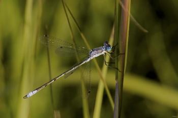 Dragonfly And Blades Of Grass | Obraz na stenu