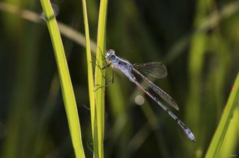 Dragonfly And Light Green Grass | Obraz na stenu