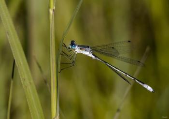 Blue Dragonfly On Green Stem | Obraz na stenu