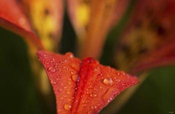 Red Petal With Raindrops On Green | Obraz na stenu