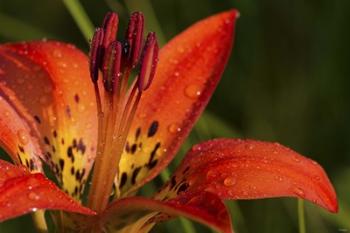 Red And Yellow Lily With Black Specks | Obraz na stenu