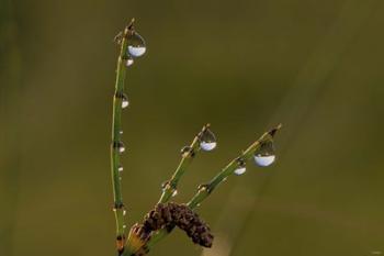 Dew Covered Greenery Triplets | Obraz na stenu