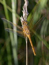 Yellow Dragonfly On White Bloom | Obraz na stenu