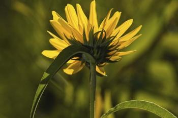 Yellow Wildflower | Obraz na stenu