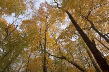 Yellow Fall Trees From Below I | Obraz na stenu
