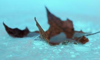 Fall Leaf Floating In Blue Water | Obraz na stenu