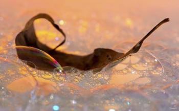 Fall Leaf Floating In Water Bubbles II | Obraz na stenu