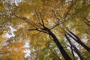 Yellow Fall Trees From Below II | Obraz na stenu