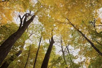 Yellow Fall Trees From Below III | Obraz na stenu