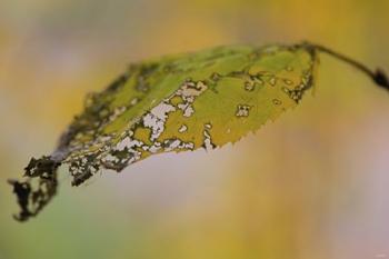 Green And Yellow Leaf Closeup | Obraz na stenu