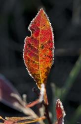 Red Fall Leaf Closeup | Obraz na stenu