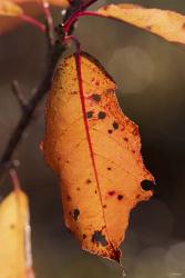 Orange Fall Leaf Hanging | Obraz na stenu