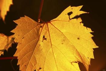 Yellow Fall Leaf Hanging | Obraz na stenu