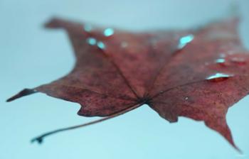 Fall Leaf Floating | Obraz na stenu