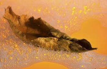 Yellow Fall Leaf Floating In Bubbles II | Obraz na stenu