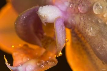 Dew On Pink Spotted Flower | Obraz na stenu