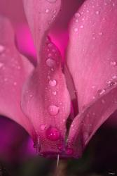 Dew On Magenta Cyclamen Flower | Obraz na stenu