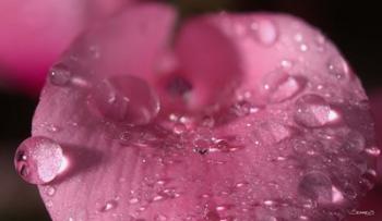 Pink Flower With Dew Closeup | Obraz na stenu