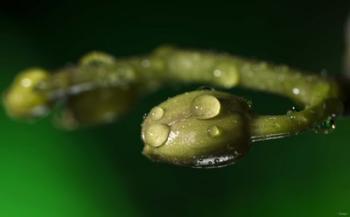 Green Buds Covered In Raindrops | Obraz na stenu