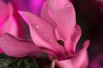 Pink Cyclamen Flower Blooming | Obraz na stenu