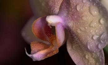 Pink Spotted Flower Closeup On Purple | Obraz na stenu