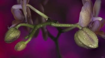 Green Buds On Purple | Obraz na stenu