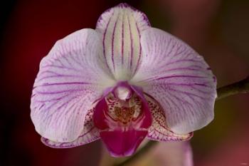 Purple And White Spotted Flower | Obraz na stenu