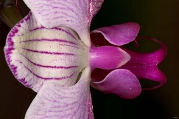 Purple And White Spotted Flower Closeup I | Obraz na stenu