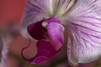 Purple And White Spotted Flower Closeup II | Obraz na stenu