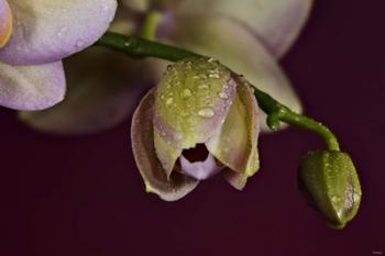 Pink And Yellow Spotted Flower Buds | Obraz na stenu