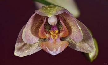 Pink And Yellow Spotted Flower With Dew I | Obraz na stenu