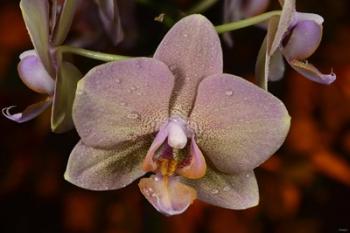 Pink And Yellow Spotted Flower With Dew II | Obraz na stenu