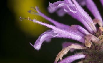 Purple Flower On Green | Obraz na stenu